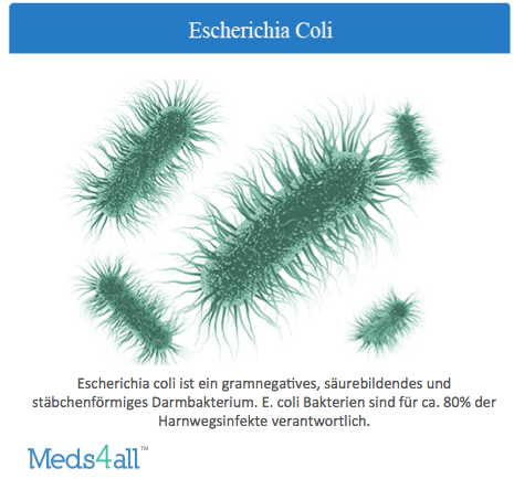 Darmbakterium Escherischia coli