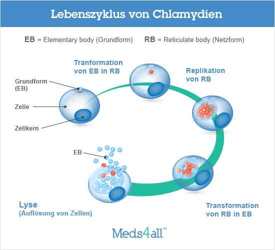 chlamydien verlauf