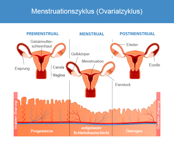 Menstruationszyklus