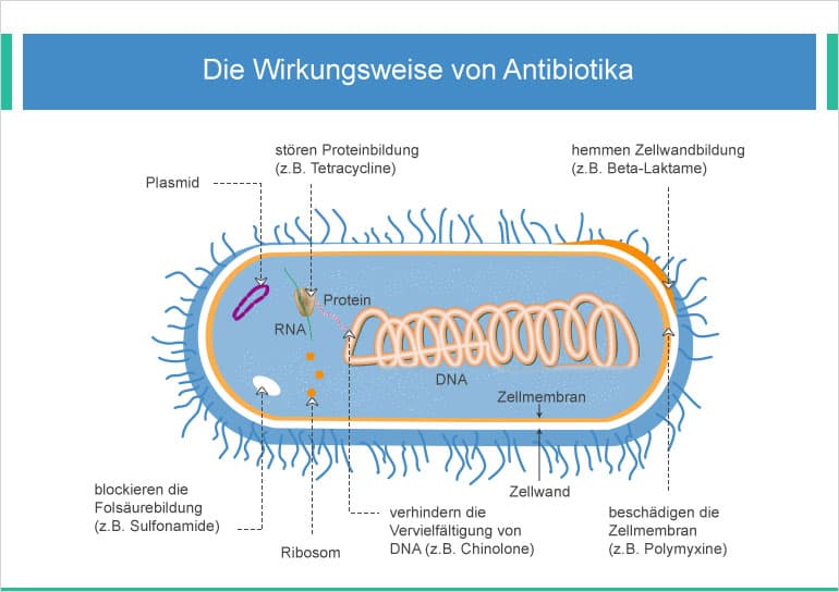 Wirkungsweise von Antibiotika