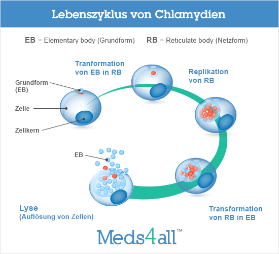chlamydien verlauf