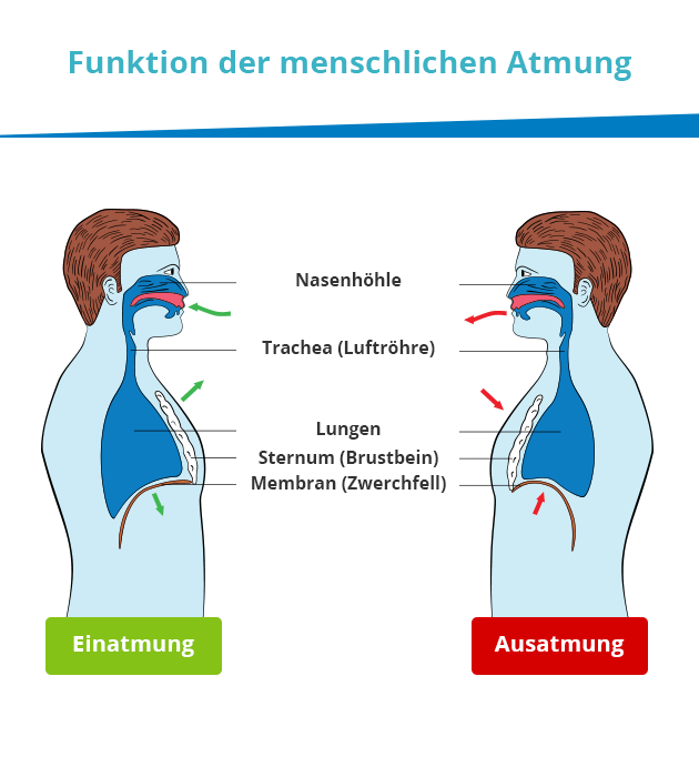 atmung mensch